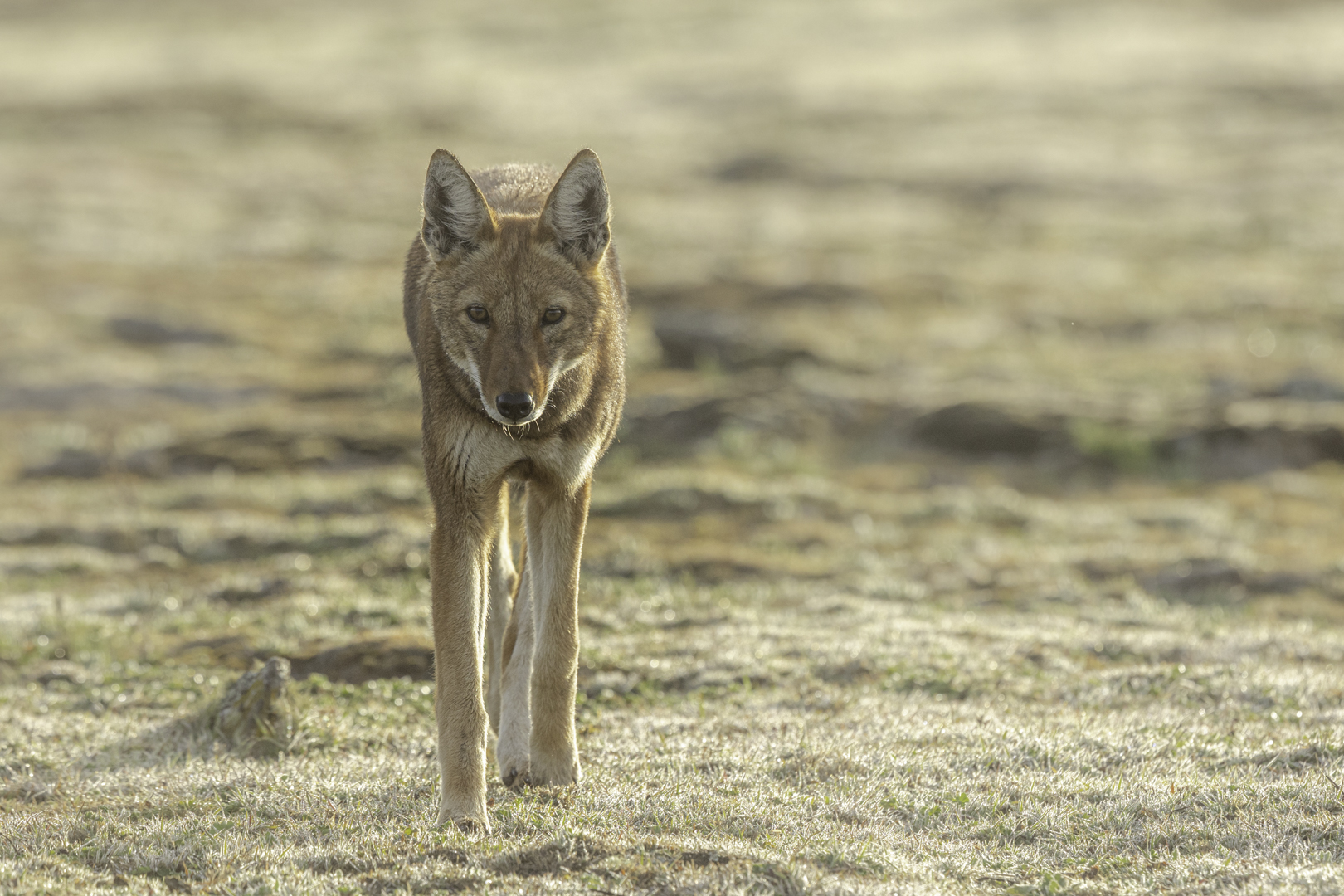 Ethiopian wolf. Picture: Adrien Lesaffre